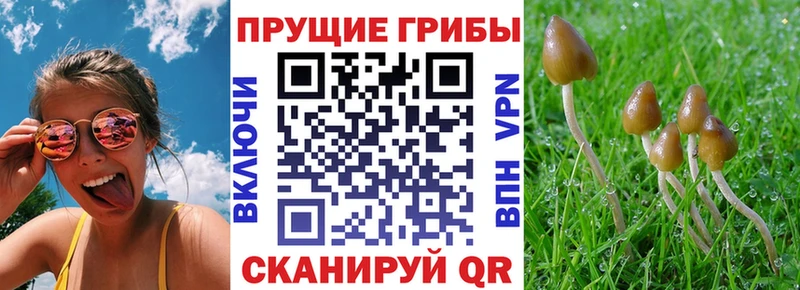 Купить где  Лагань  Псилоцибиновые грибы мухоморы 